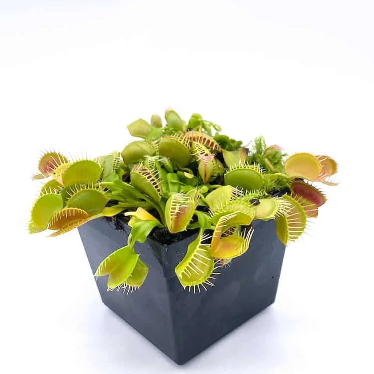 Dionaea muscipula „GJ Equobia“ 大森食虫植物農園