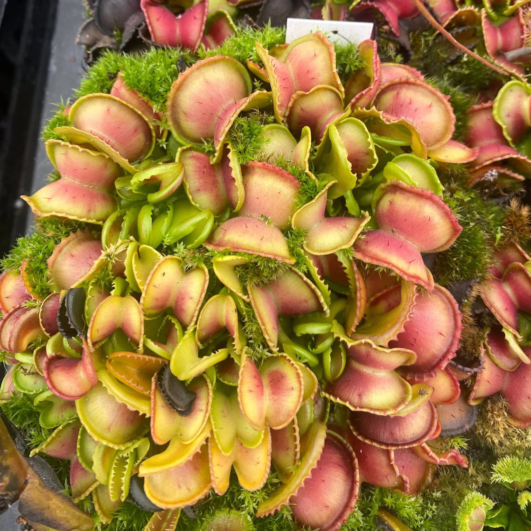 Dionaea muscipula „GJ Giant Cudo“ 大森食虫植物農園