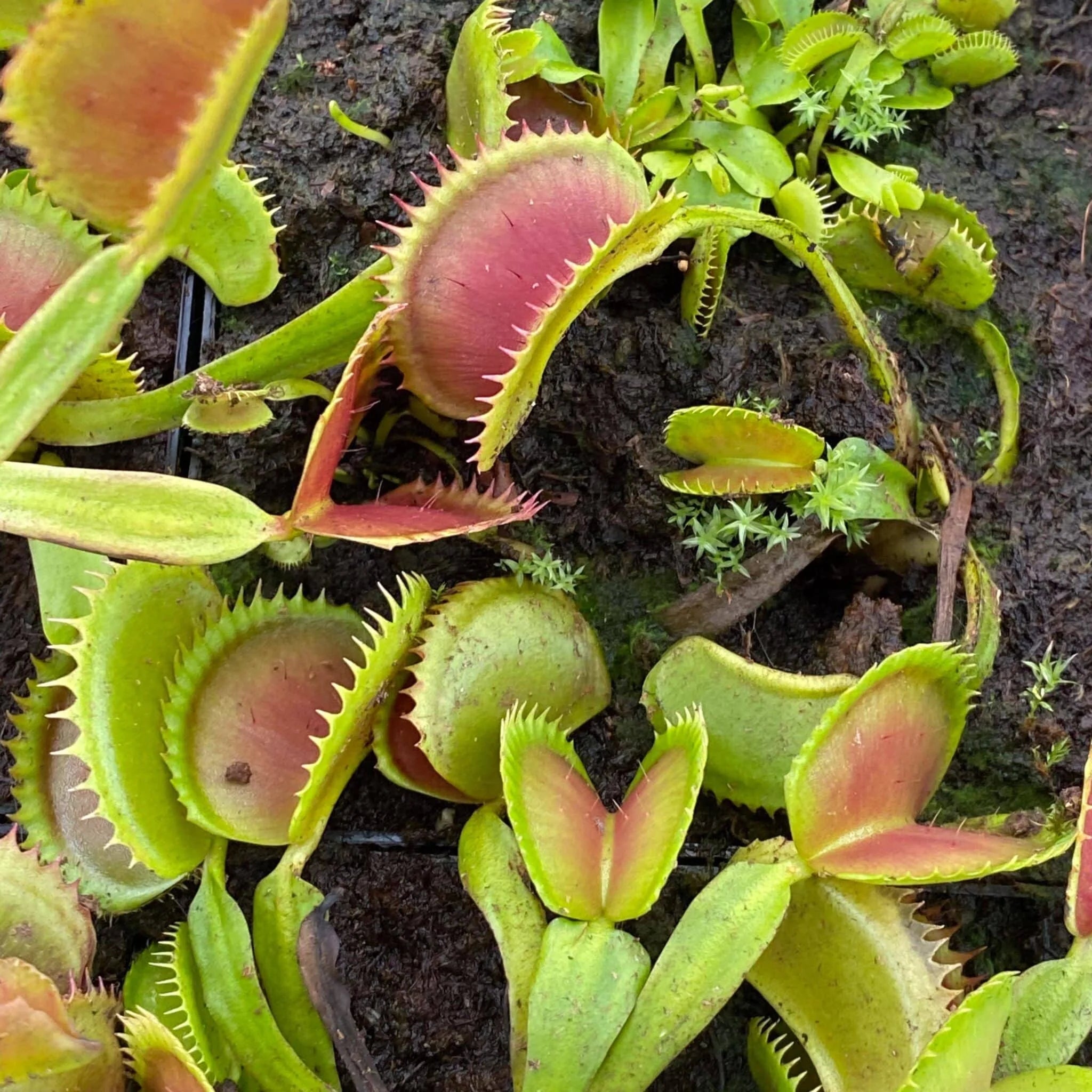 Dionaea muscipula „GJ Giant Shark“ 大森食虫植物農園