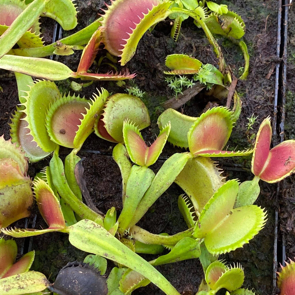 Dionaea muscipula „GJ Giant Shark“ 大森食虫植物農園