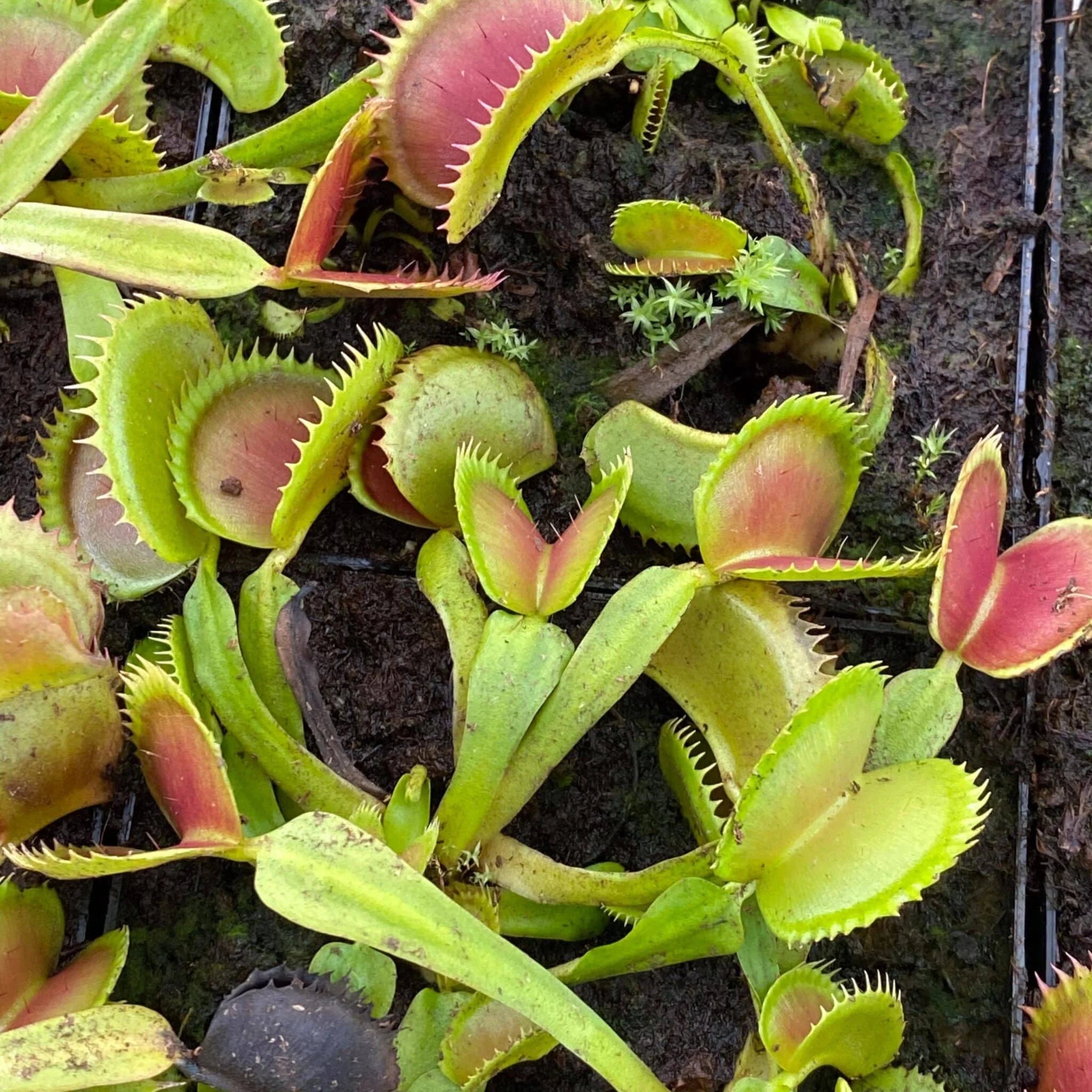 Dionaea muscipula „GJ Giant Shark“ 大森食虫植物農園