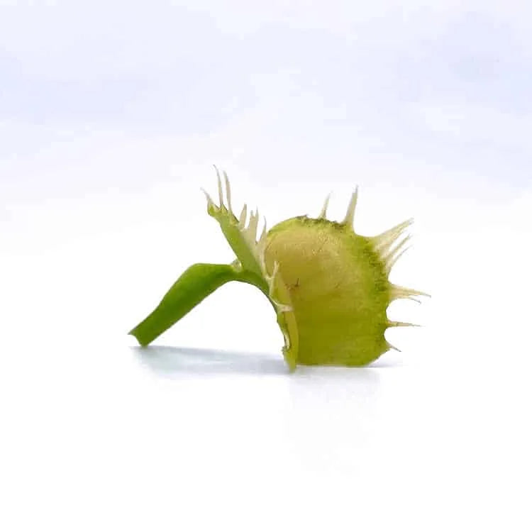 Dionaea muscipula „GJ Stiletto“ 大森食虫植物農園