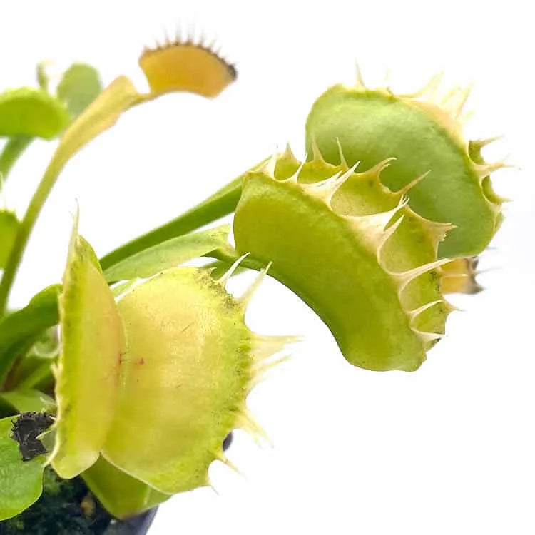 Dionaea muscipula „GJ Stiletto“ 大森食虫植物農園