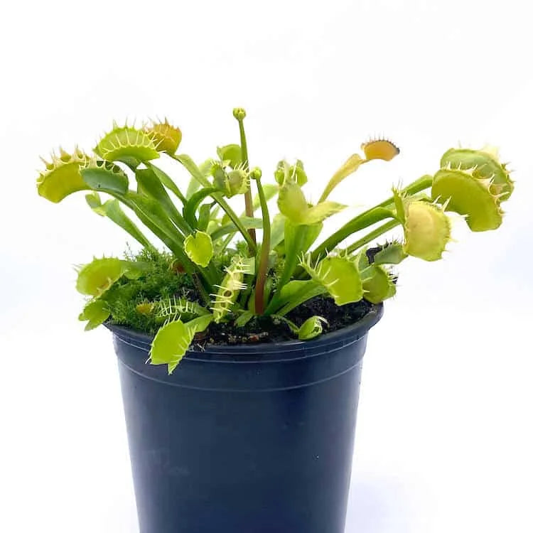 Dionaea muscipula „GJ Stiletto“ 大森食虫植物農園