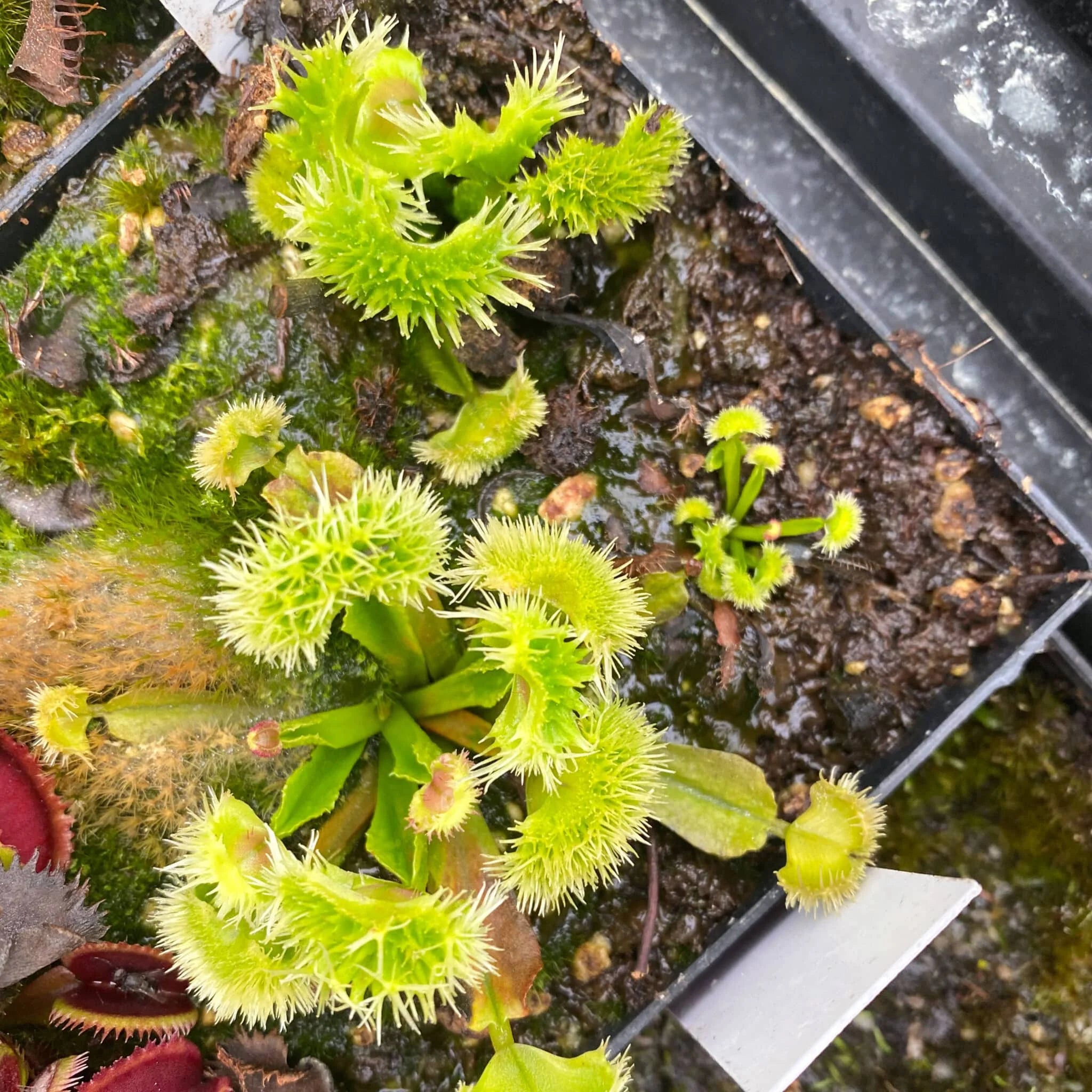 Dionaea muscipula “GJ Super Nova“ 大森食虫植物農園