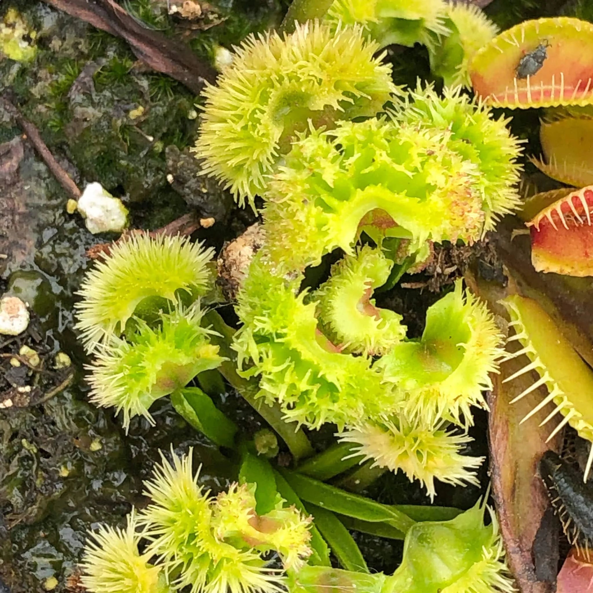Dionaea muscipula „GJ Super Nova“ 大森食虫植物農園