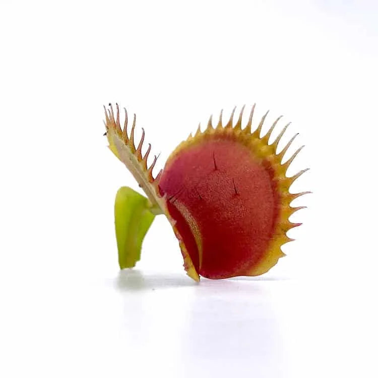 Dionaea muscipula “GJ Titan“ 大森食虫植物農園