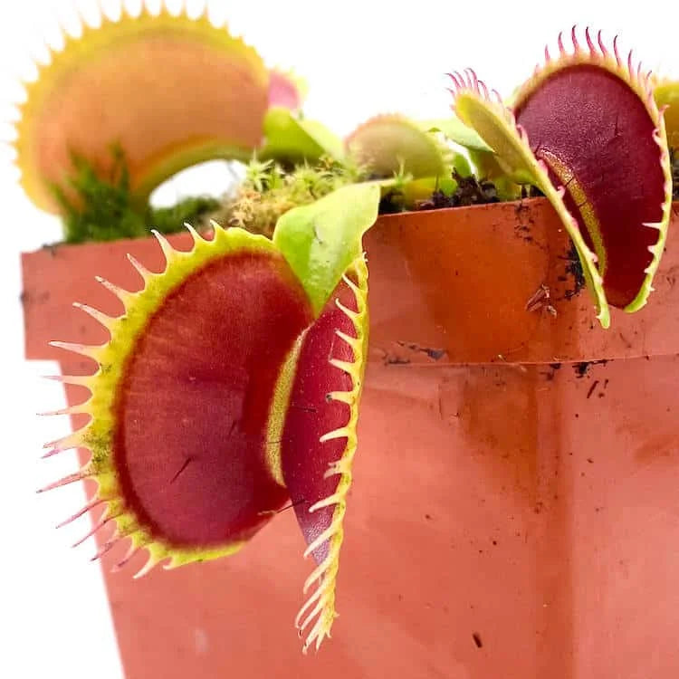 Dionaea muscipula „GJ Titan“ 大森食虫植物農園