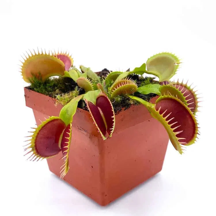 Dionaea muscipula “GJ Titan“ 大森食虫植物農園
