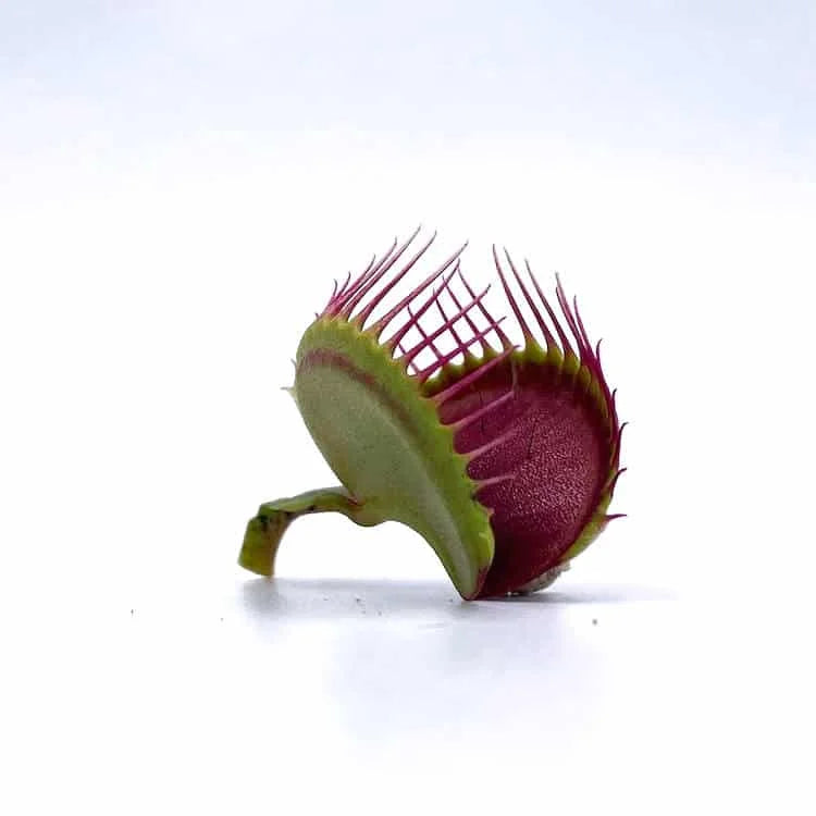 Dionaea muscipula “GJ Titanium“ 大森食虫植物農園
