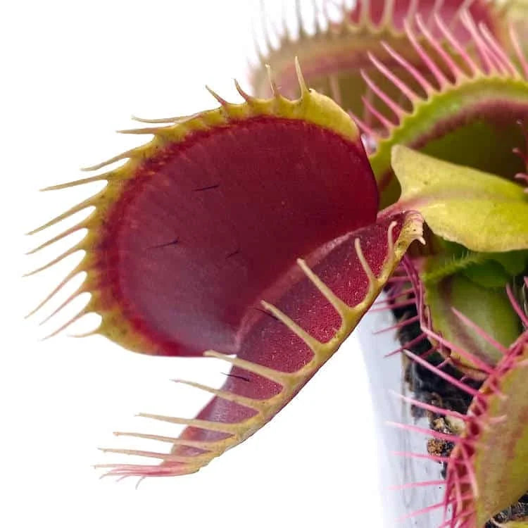 Dionaea muscipula „GJ Titanium“ 大森食虫植物農園