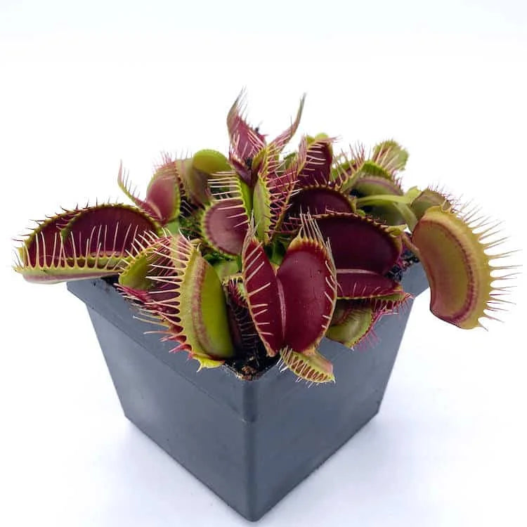 Dionaea muscipula „GJ Titanium“ 大森食虫植物農園