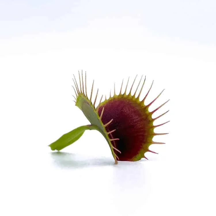 Dionaea muscipula „G 14, Dirk Ventham’s Giant“ 大森食虫植物農園