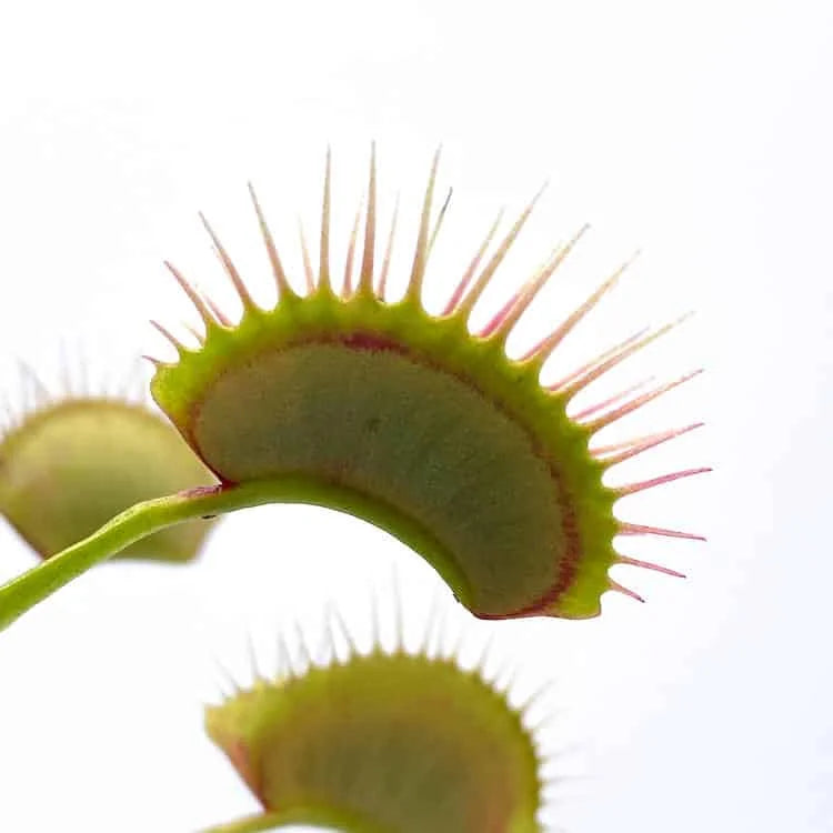 Dionaea muscipula “G 14, Dirk Ventham’s Giant“ 大森食虫植物農園