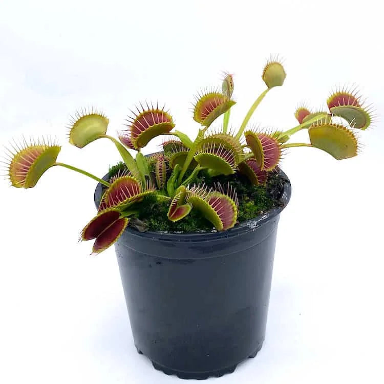 Dionaea muscipula „G 14, Dirk Ventham’s Giant“ 大森食虫植物農園