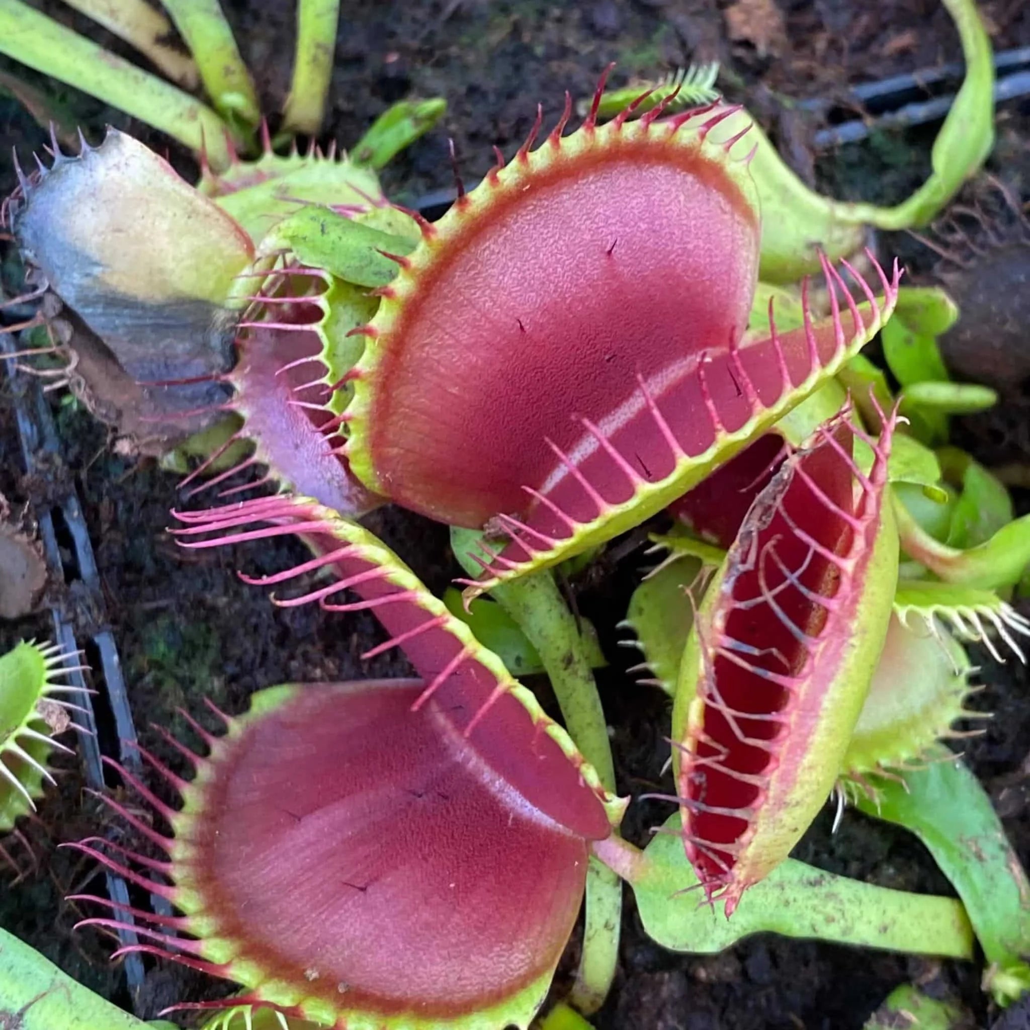 Dionaea muscipula „G 16“ , Slack’s giant 大森食虫植物農園