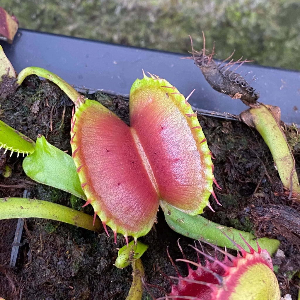 Dionaea muscipula “G 16“ , Slack’s giant 大森食虫植物農園