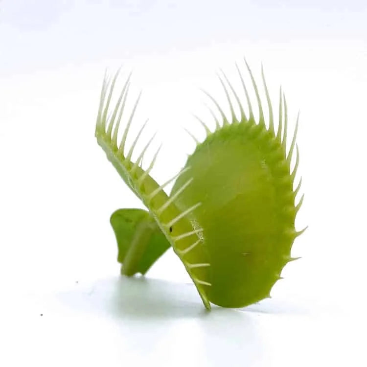 Dionaea muscipula „G 35“ 大森食虫植物農園