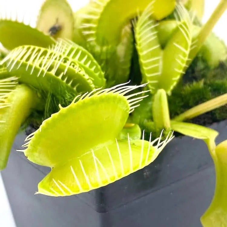 Dionaea muscipula „G 35“ 大森食虫植物農園