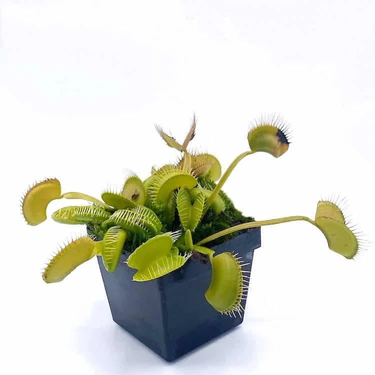 Dionaea muscipula „G 35“ 大森食虫植物農園