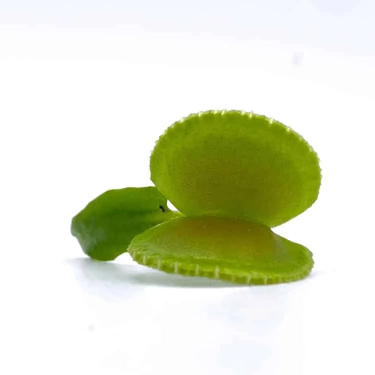 Dionaea muscipula “G 3“ 大森食虫植物農園