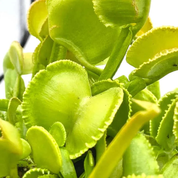 Dionaea muscipula „G 3“ 大森食虫植物農園