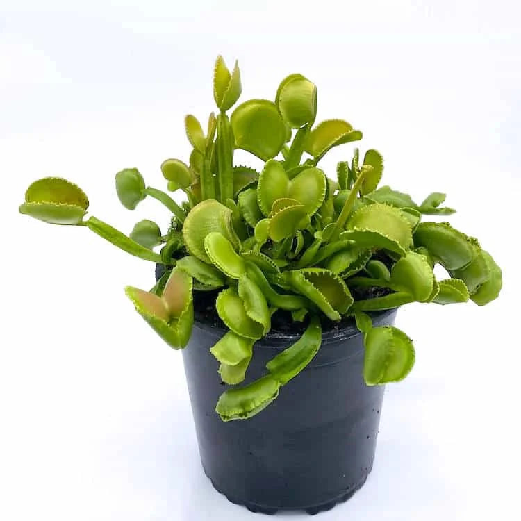Dionaea muscipula „G 3“ 大森食虫植物農園