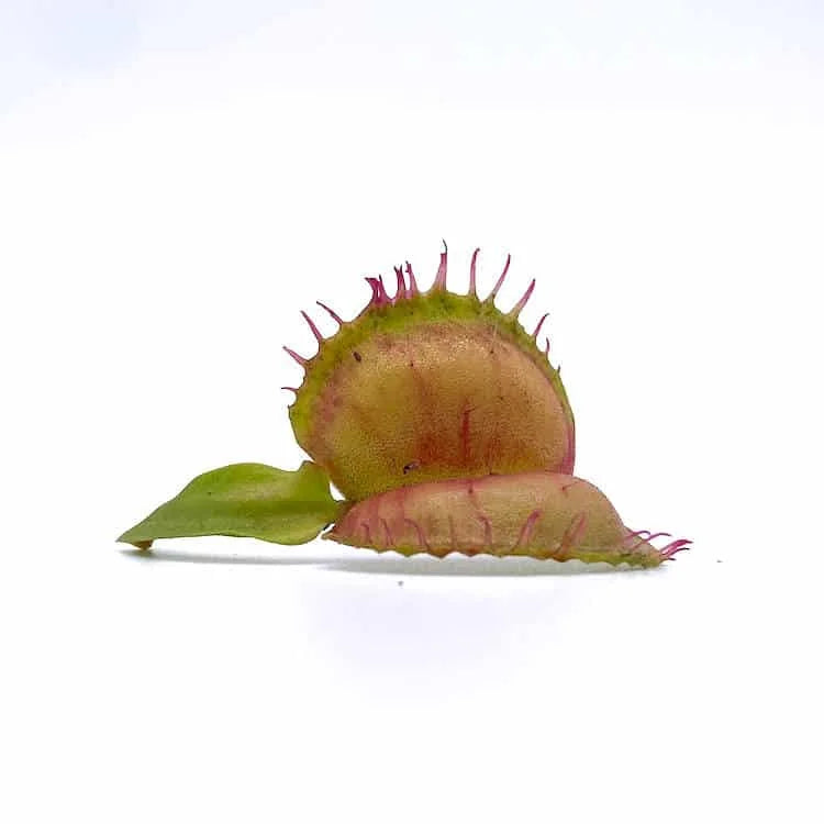 Dionaea muscipula „Galaxy“ 大森食虫植物農園