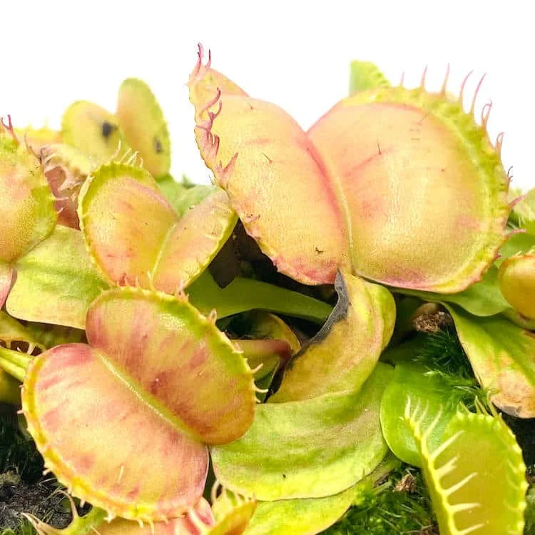 Dionaea muscipula „Galaxy“ 大森食虫植物農園