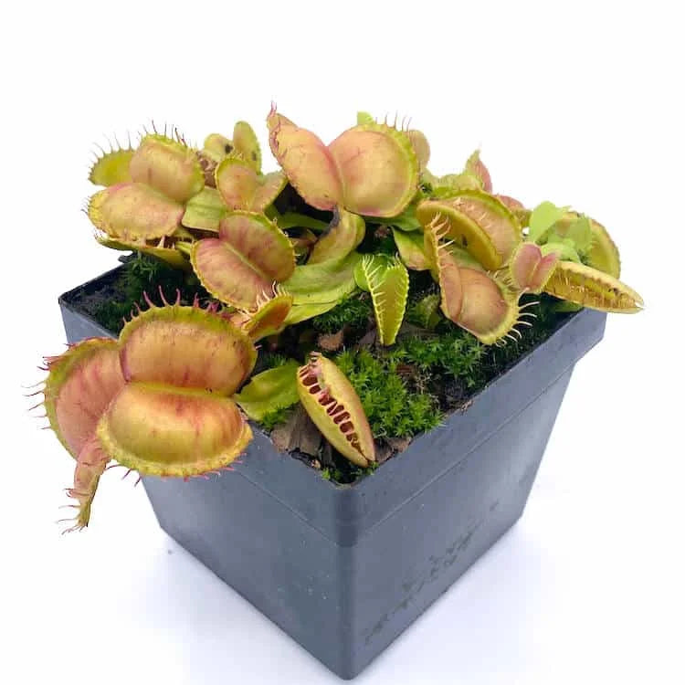 Dionaea muscipula „Galaxy“ 大森食虫植物農園