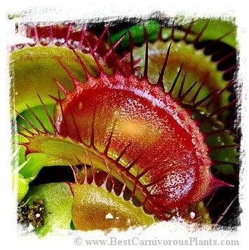 Dionaea muscipula {Giant Strains Mix} [BCP ID# S074] (40粒の種子) 大森食虫植物農園