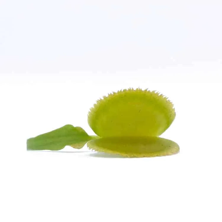 Dionaea muscipula „Green Sawtooth“ 大森食虫植物農園