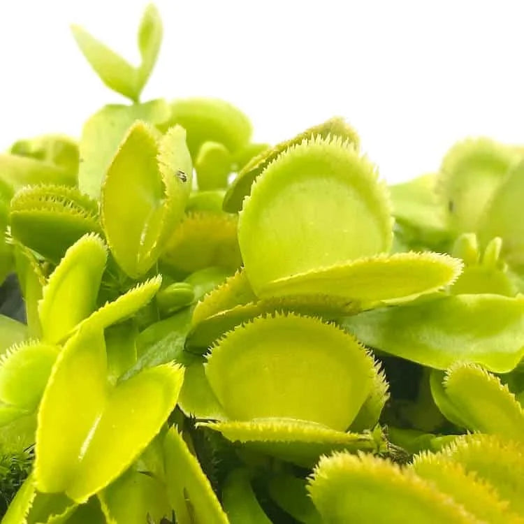 Dionaea muscipula “Green Sawtooth“ 大森食虫植物農園