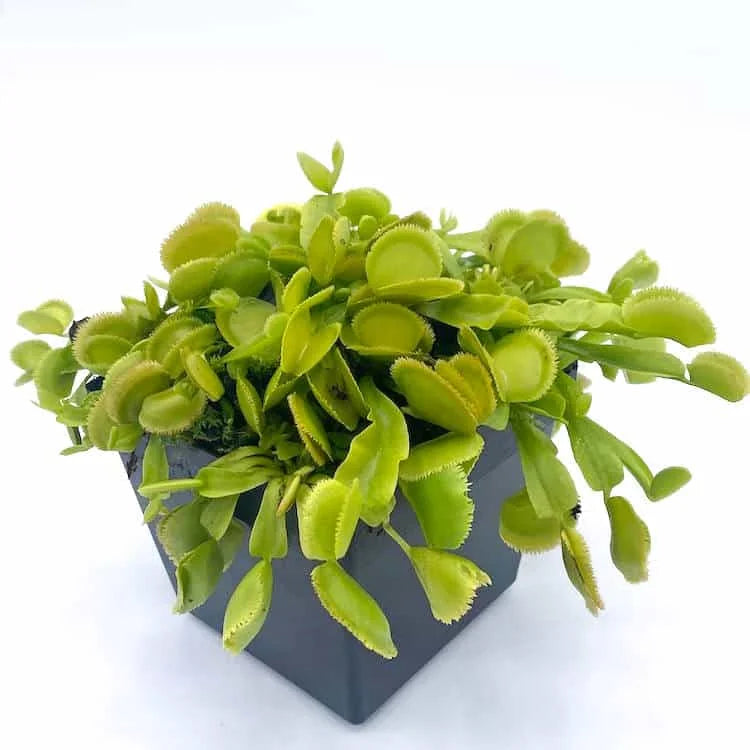 Dionaea muscipula „Green Sawtooth“ 大森食虫植物農園