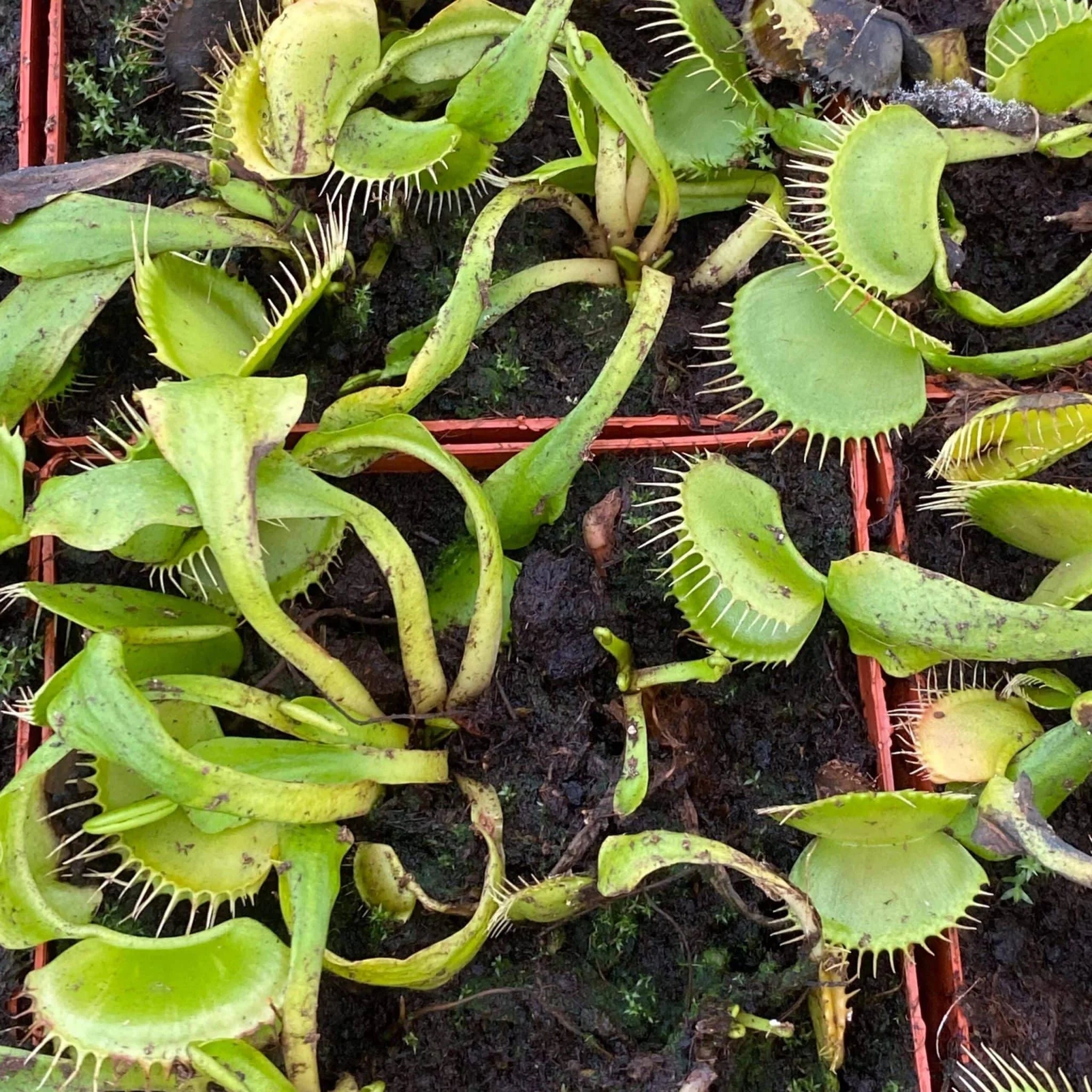 Dionaea muscipula „Green Swamp“ 大森食虫植物農園