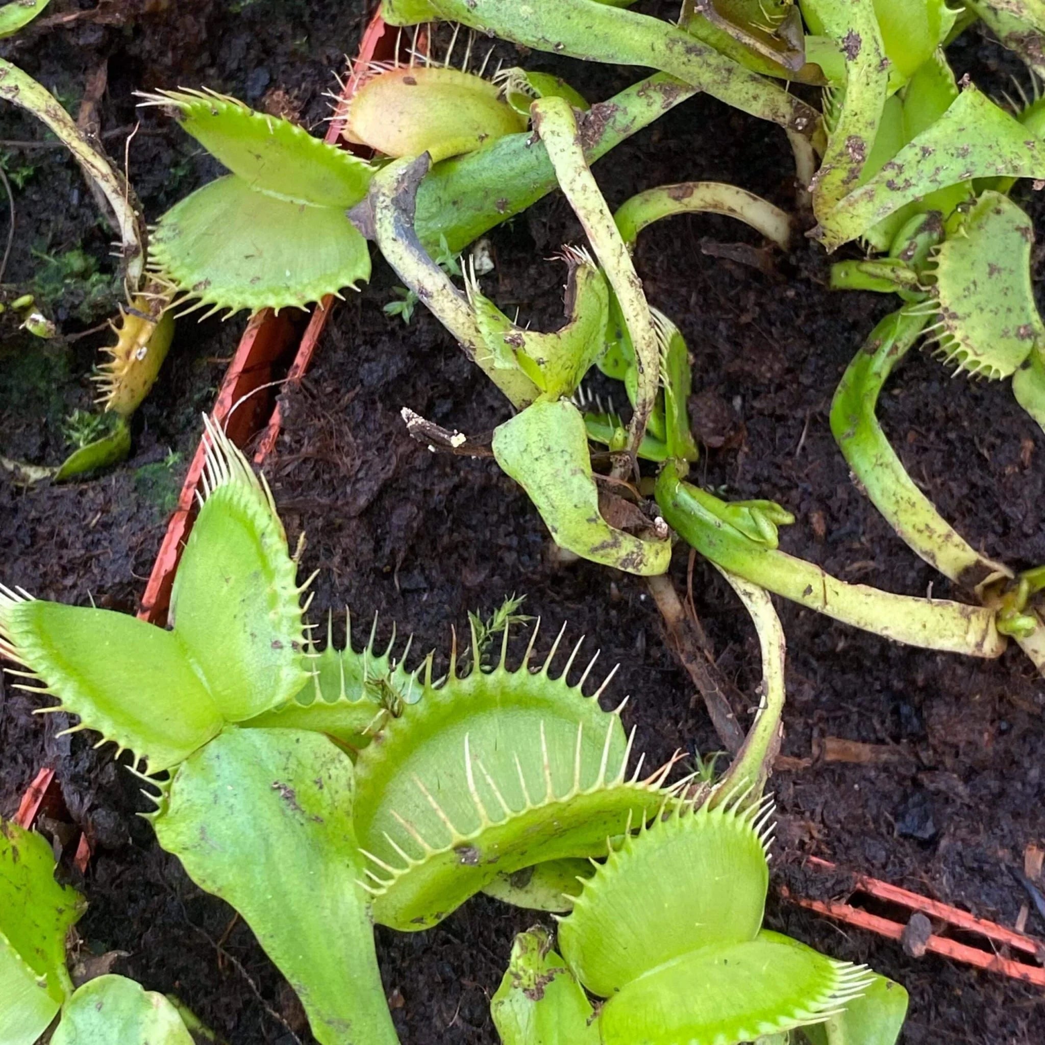Dionaea muscipula “Green Swamp“ 大森食虫植物農園