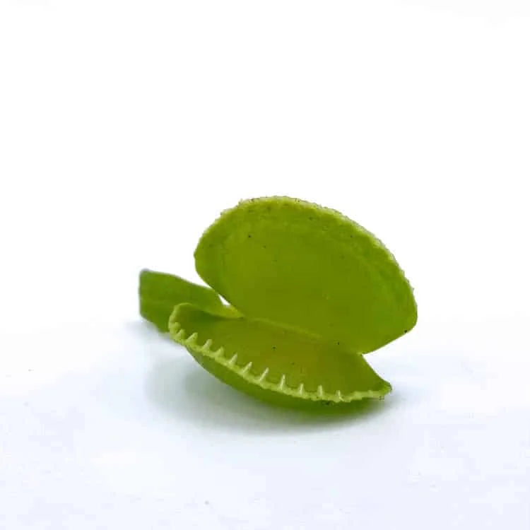 Dionaea muscipula „Green Wizard“ 大森食虫植物農園