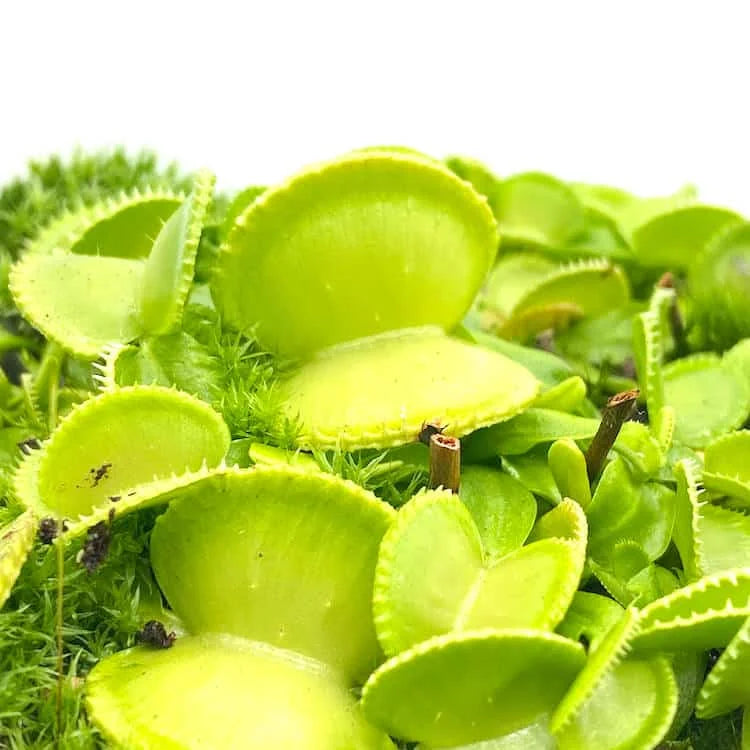 Dionaea muscipula „Green Wizard“ 大森食虫植物農園