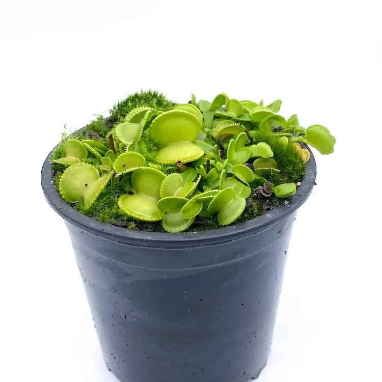 Dionaea muscipula „Green Wizard“ 大森食虫植物農園
