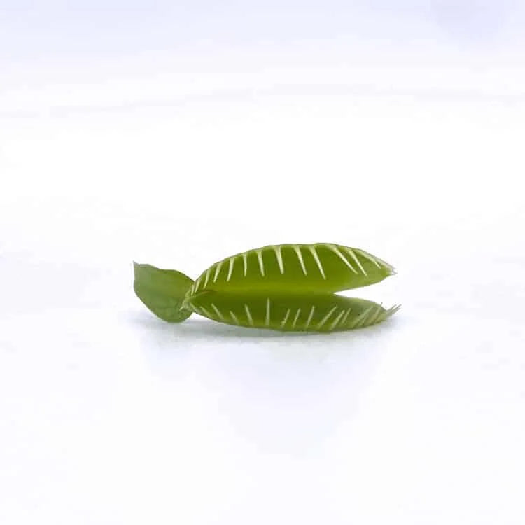 Dionaea muscipula „Haircomb“ 大森食虫植物農園