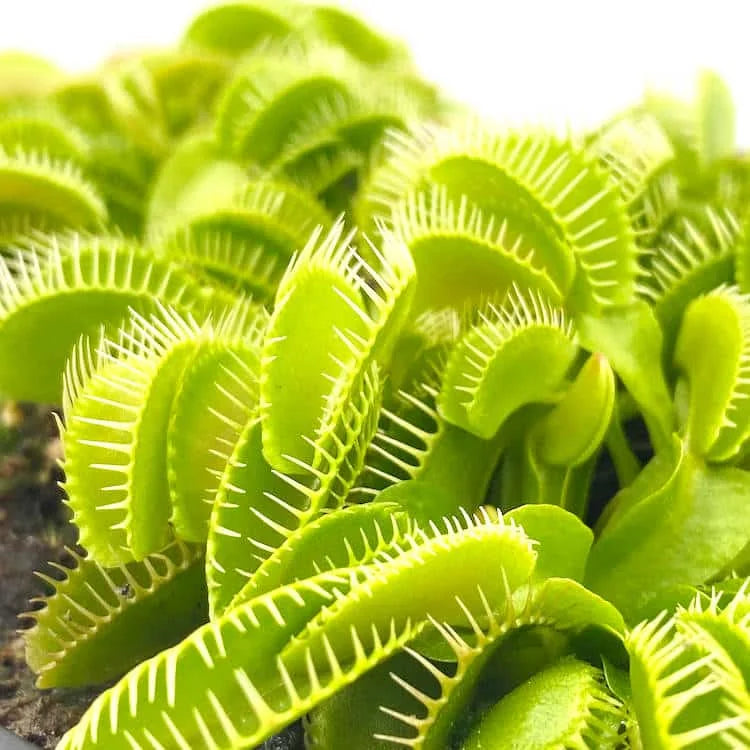 Dionaea muscipula “Haircomb“ 大森食虫植物農園
