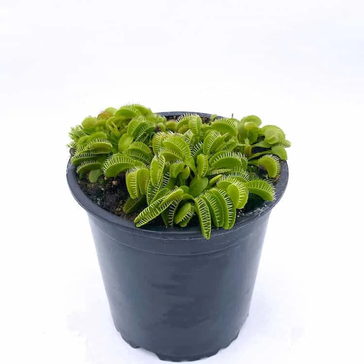 Dionaea muscipula „Haircomb“ 大森食虫植物農園