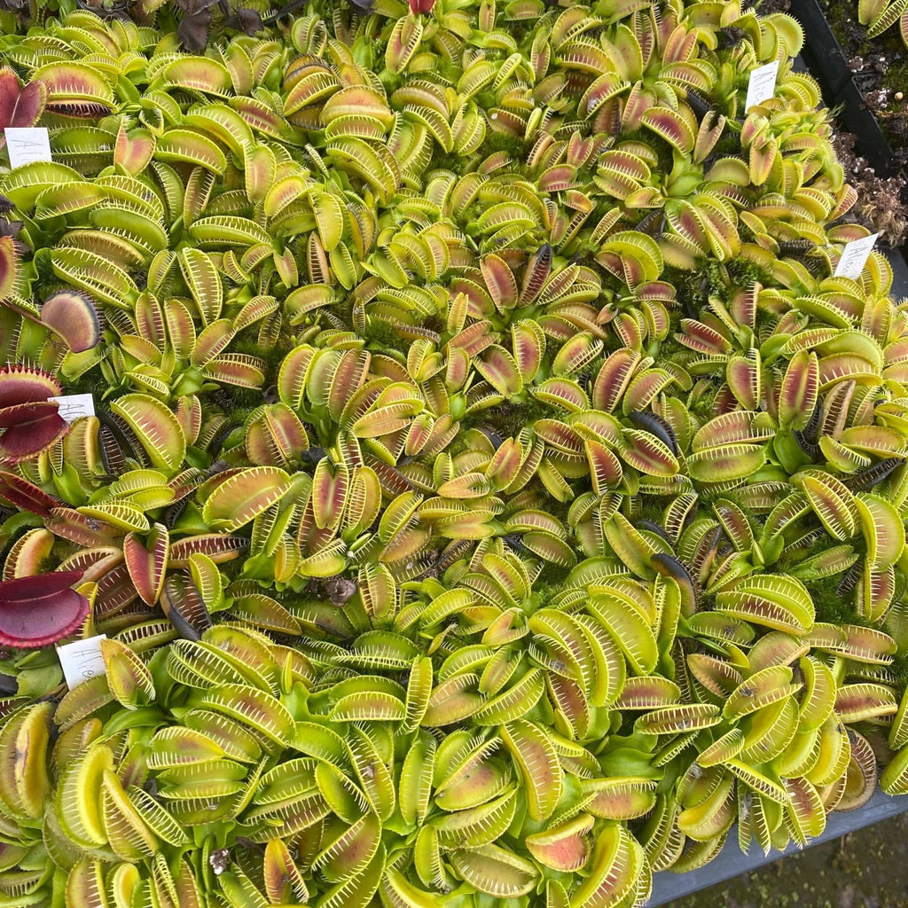 Dionaea muscipula “Haircomb“ 大森食虫植物農園
