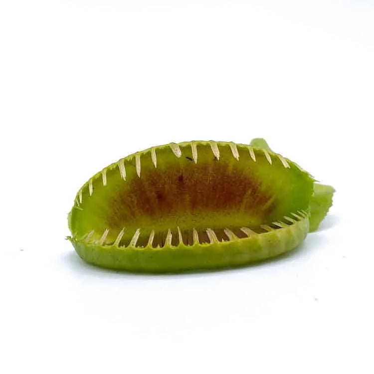 Dionaea muscipula „Jaws Smiley“ 大森食虫植物農園