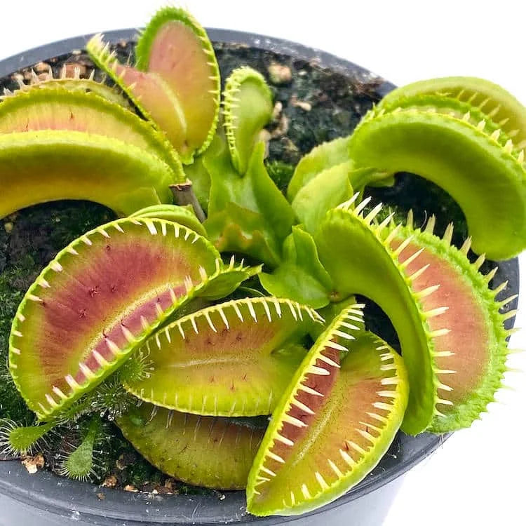 Dionaea muscipula „Jaws Smiley“ 大森食虫植物農園