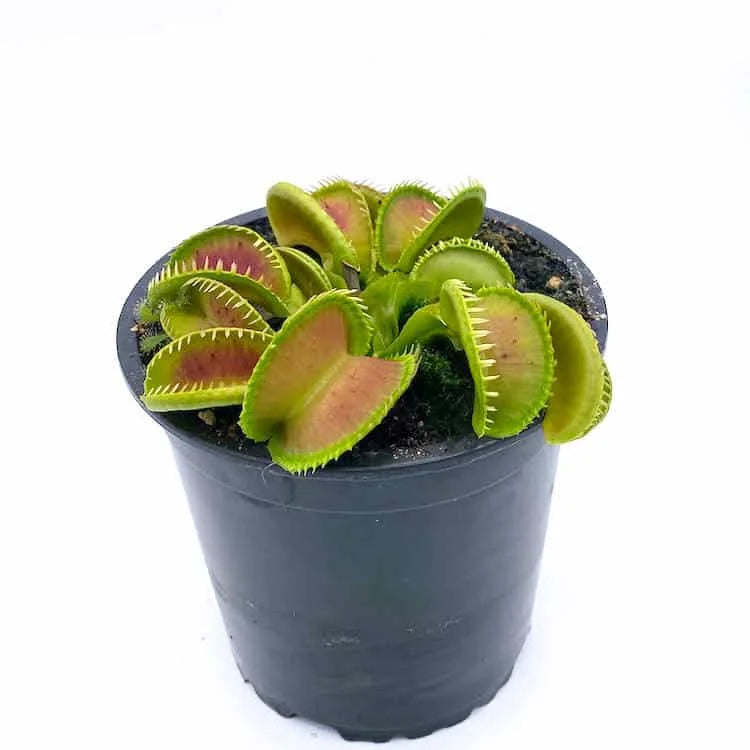 Dionaea muscipula „Jaws Smiley“ 大森食虫植物農園