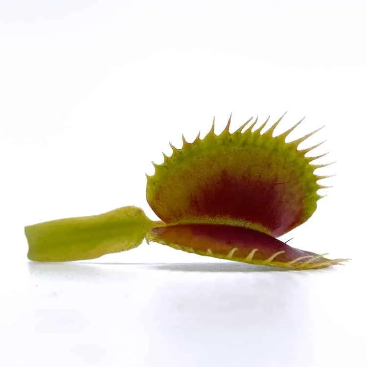 Dionaea muscipula „K1 Czech Giant“ 大森食虫植物農園