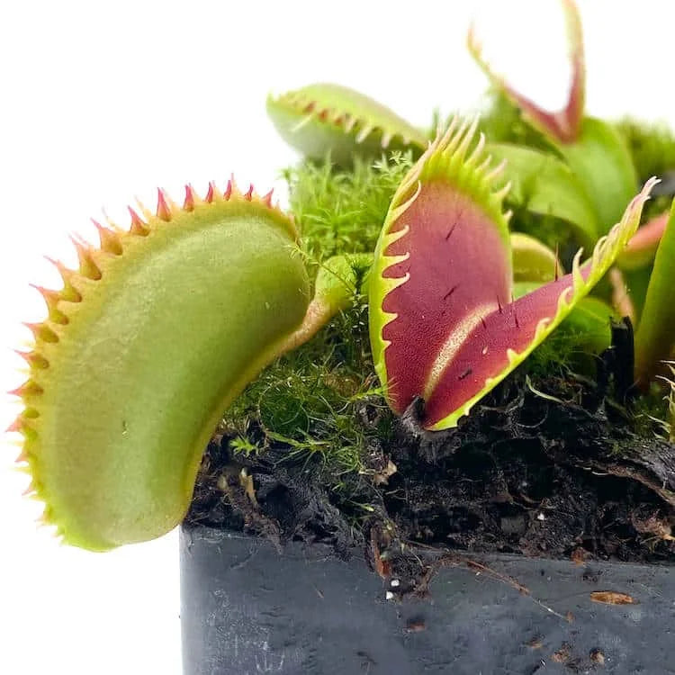Dionaea muscipula „K1 Czech Giant“ 大森食虫植物農園