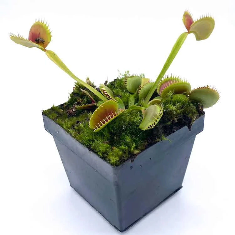 Dionaea muscipula „K1 Czech Giant“ 大森食虫植物農園