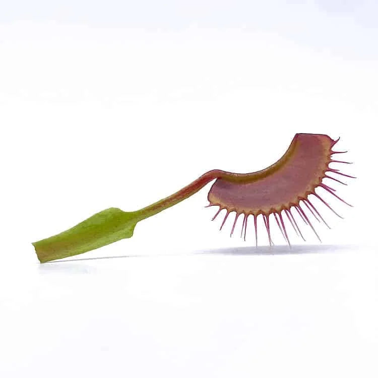 Dionaea muscipula “Kayan“ 大森食虫植物農園